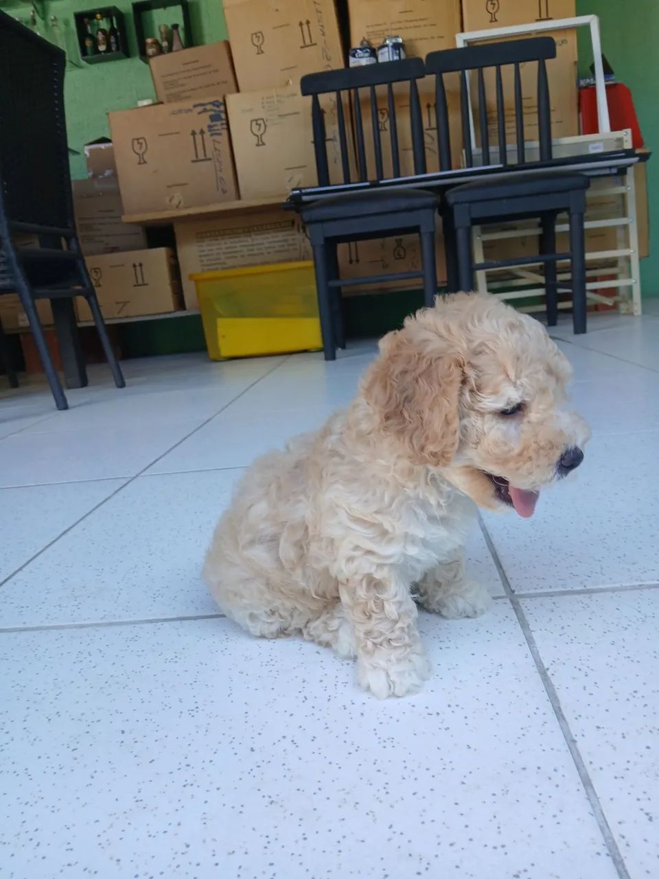 Filhote de poodle toy - Foto 5