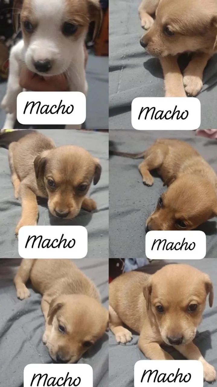 Doação de cachorros