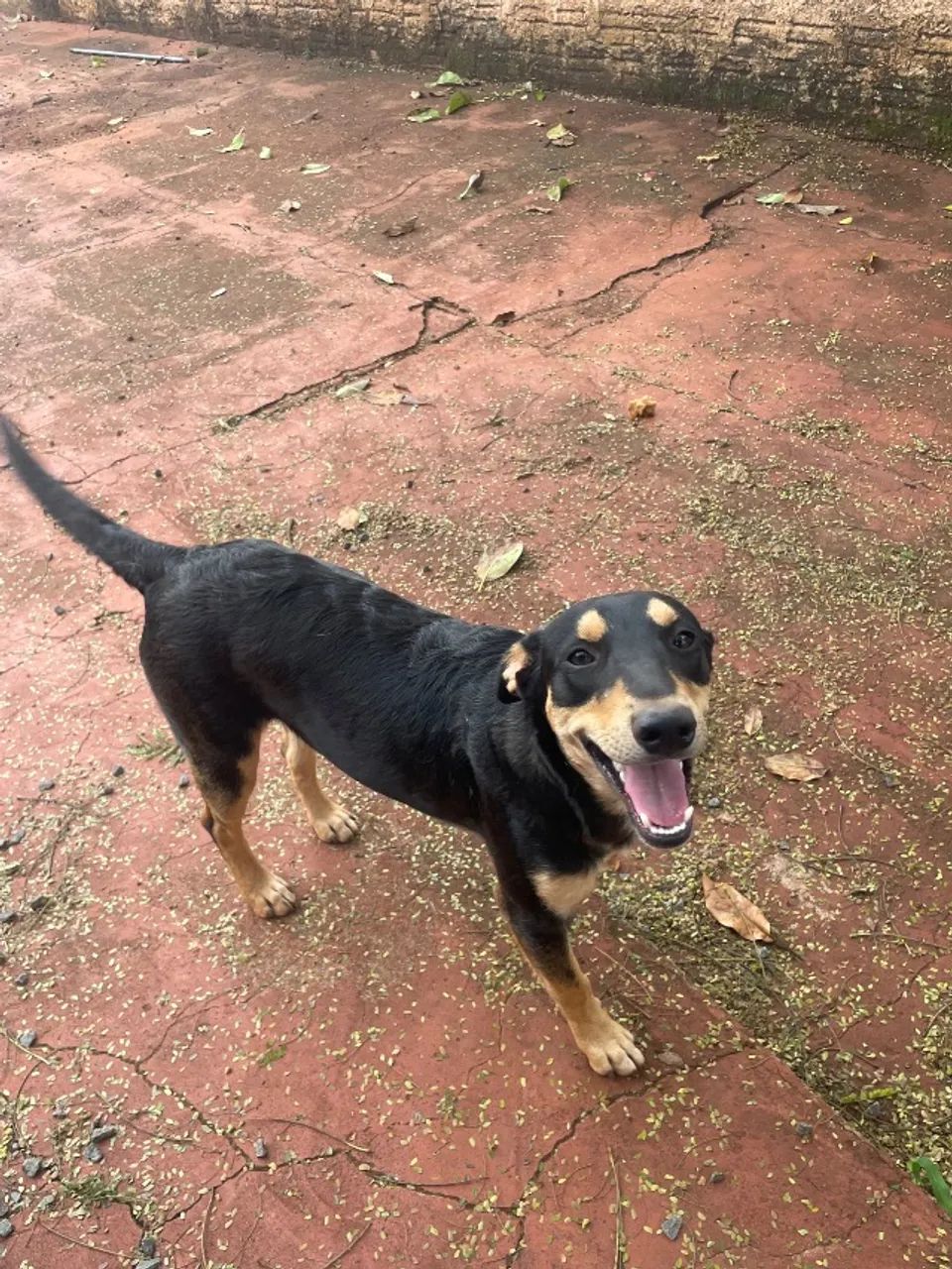 Doação de cachorro  - Foto 3