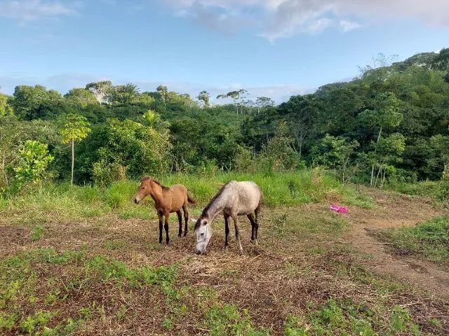 Égua e potro - Foto 2
