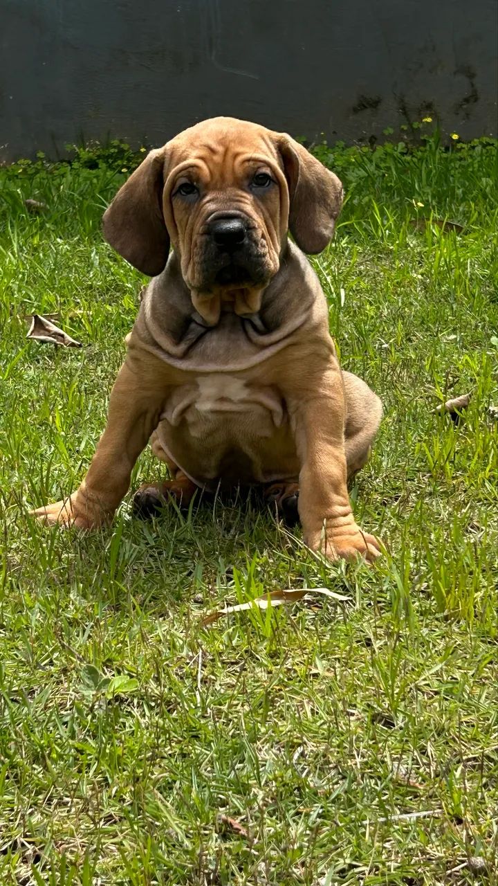 Fila brasileiro - Foto 2
