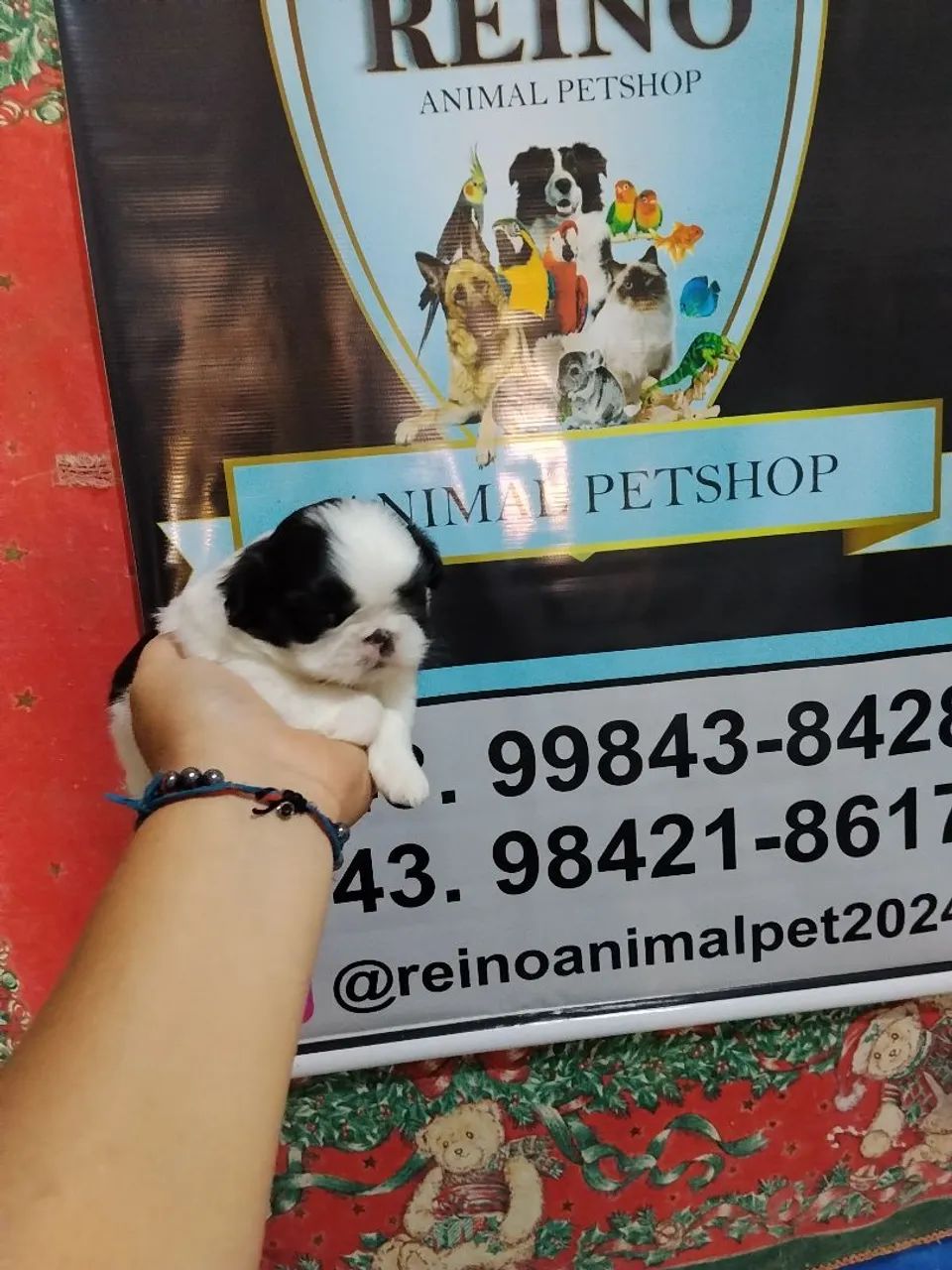 Machinho de shitzu micro - Foto 2