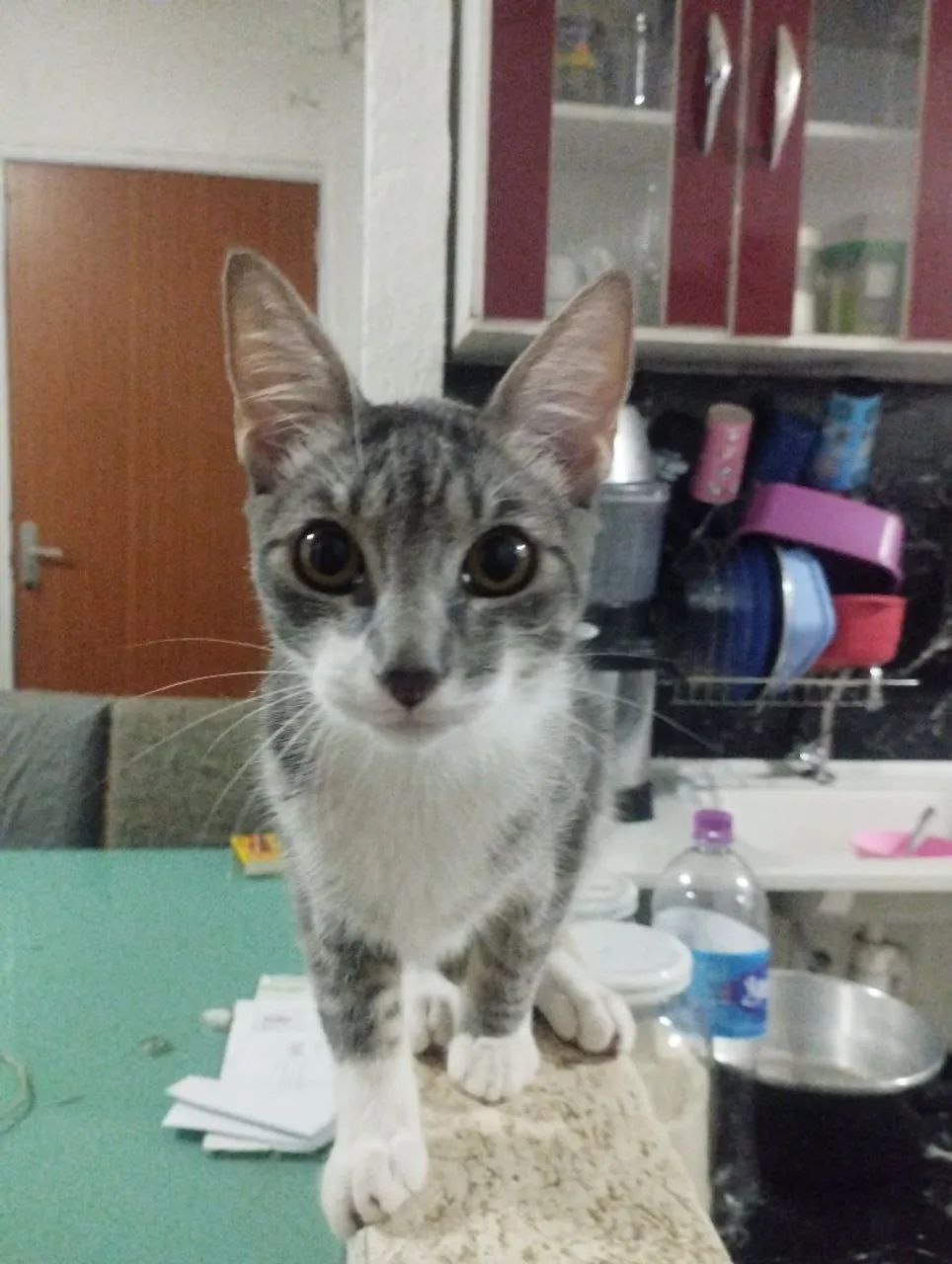 Doação de gatos fêmea 