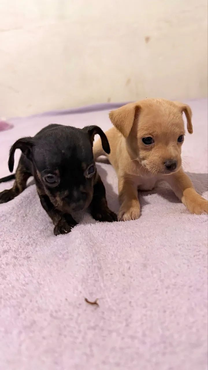 Pinscher zerinho machos - Foto 5