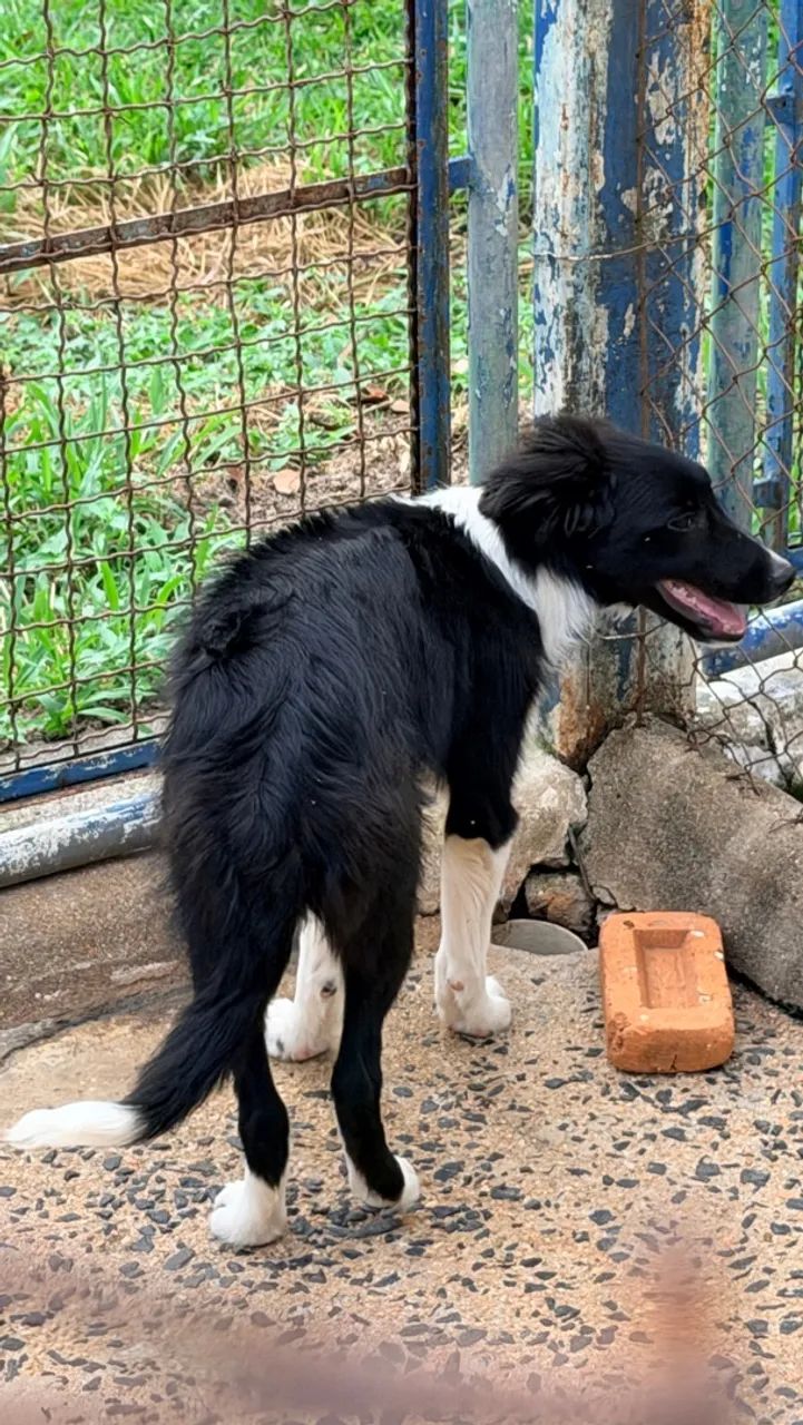 Border collie com 4 meses - Foto 3