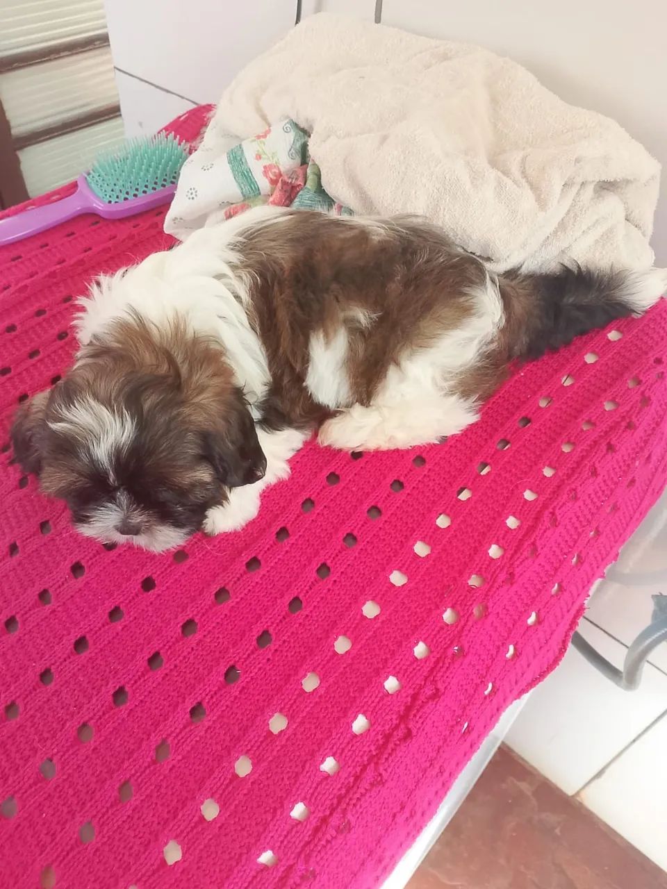 Shih tzu macho  - Foto 3