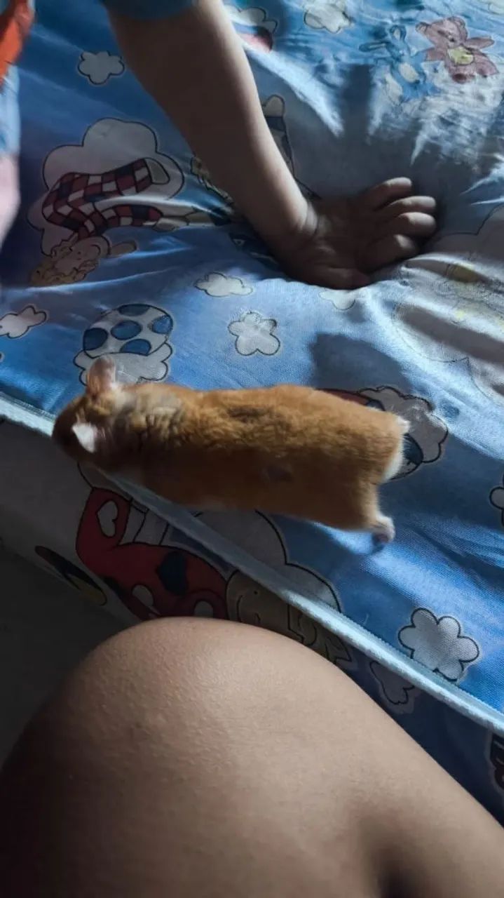 Doação Hamster Sírio  - Foto 2