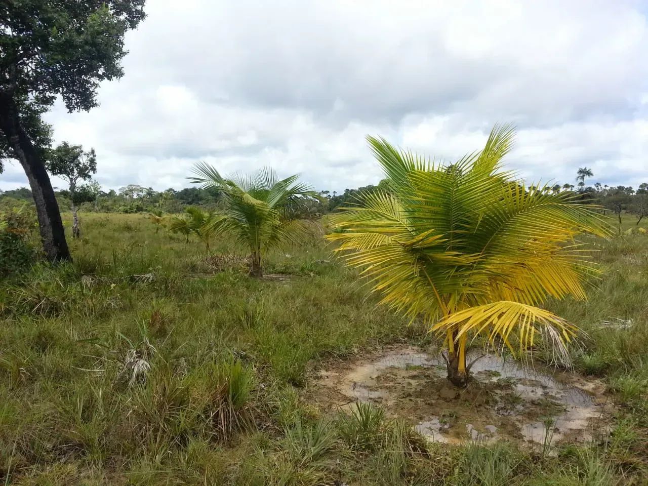 Área rural a venda tem 880 hectares - Calçoene - AP - Foto 5