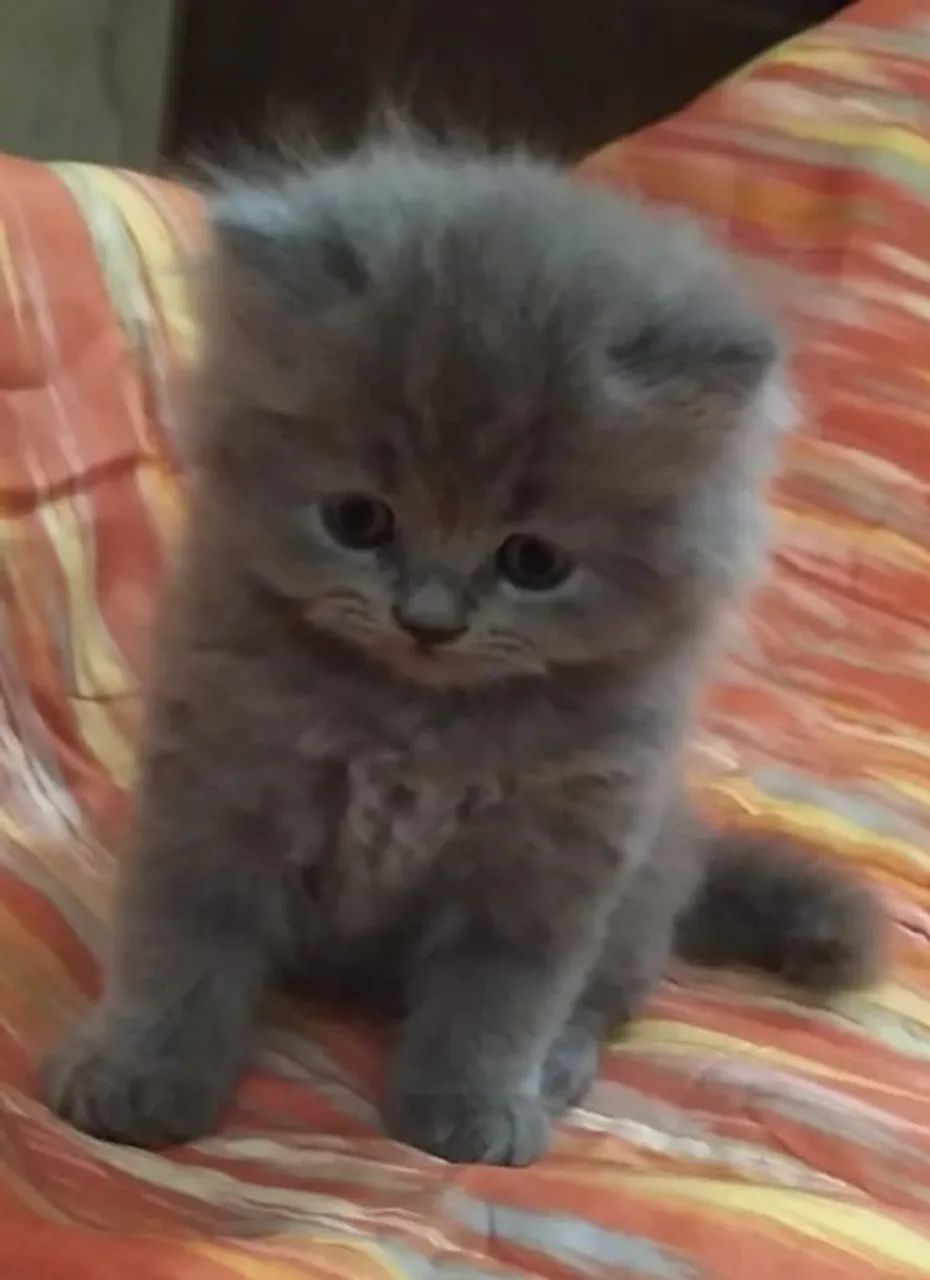 Gatos persa Chow 