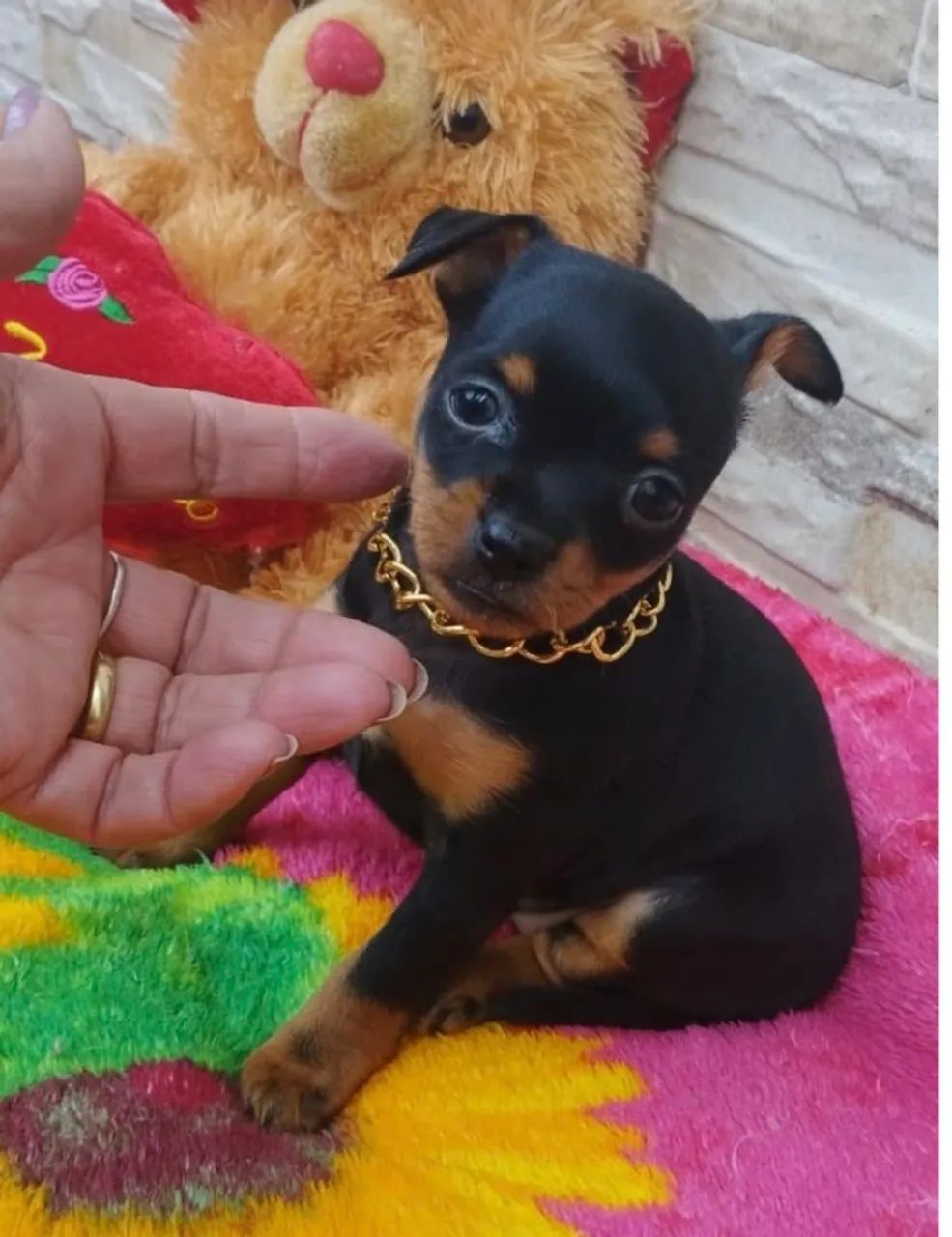 Pinscher macho lindo e saudavel
