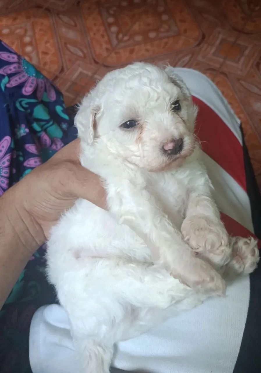 Filhote poodle  - Foto 2