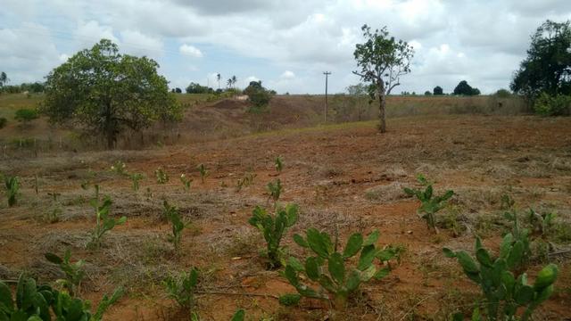 Ótima propriedade de 7.5 hectares, próximo a Lagoa de Itaenga-PE - Foto 10