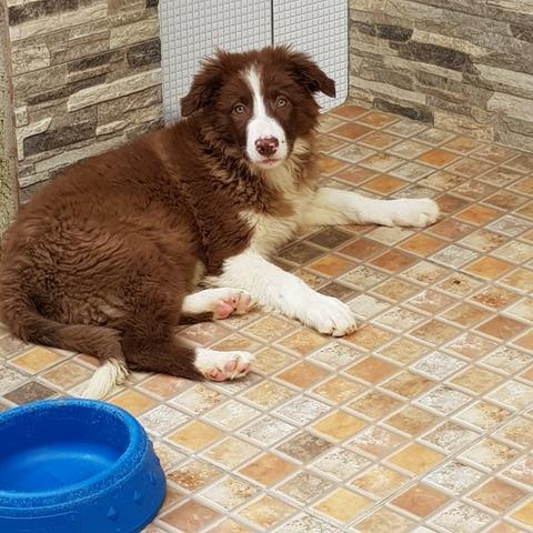 Lindos Filhotes de Border Collie - Foto 2