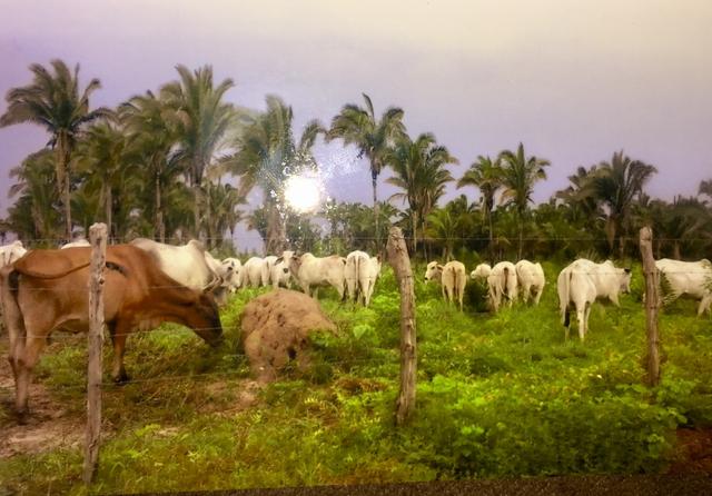 Vende-se Fazenda (abaixo o preço p vender logo)