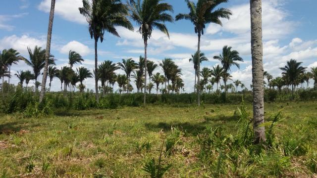Fazenda na BR 135 - Foto 17
