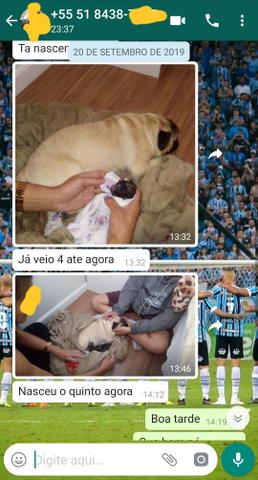 Pug para cruzar com Pedigree (Gravataí/Cachoeirinha e etc.) - Foto 6