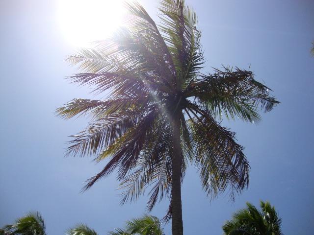 Vendo Área na beira mar da Praia de Pititinga - Foto 17