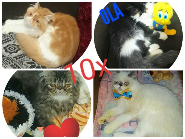Lindos Persas c Pedigrees TDS CARTOES