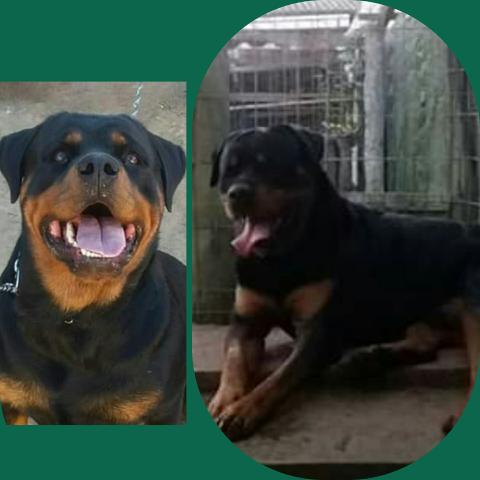 Rott