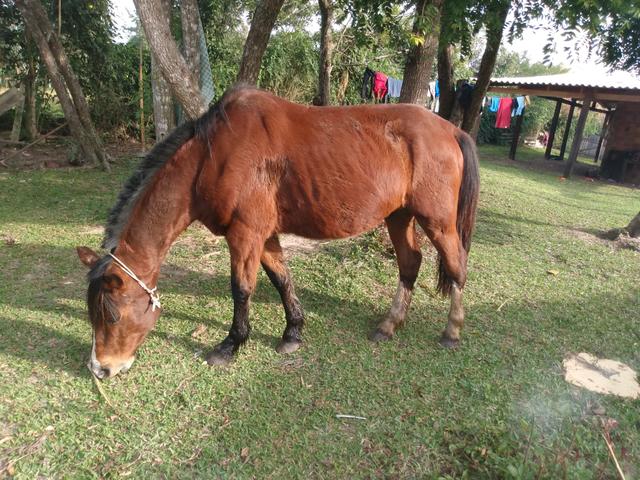 Vendo cavalo