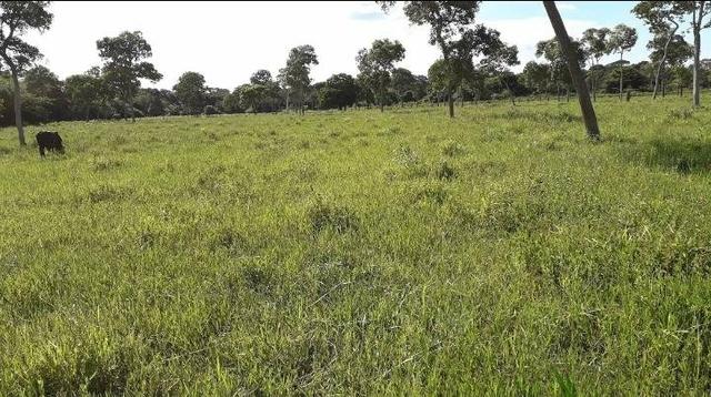 Chácara no município de Cariri do Tocantins - Foto 5