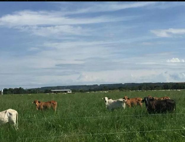 Fazenda - Foto 4