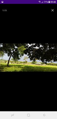 Fazenda - Foto 4