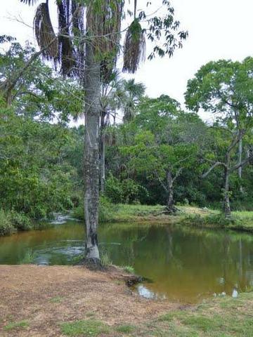 Fazenda de 67 alqueires para lavoura a venda na região de Paraúna GO - Foto 3