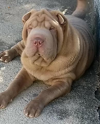 Sharpei