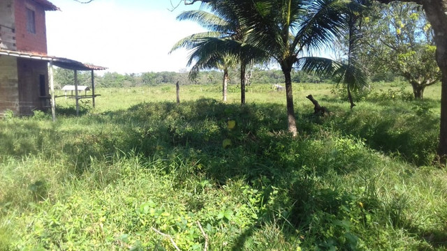 Sítio no Pará,20 hectares com pasto, curral, casa ,igarape por 250 mil reais - Foto 15