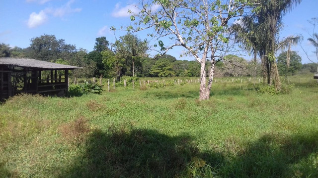 Sítio no Pará,20 hectares com pasto, curral, casa ,igarape por 250 mil reais - Foto 13