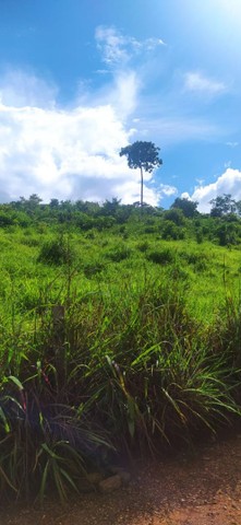 Fazenda em Aparecida do Rio Negro. 67 mil o alqueire. - Foto 5