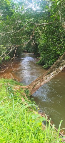 Fazenda em Aparecida do Rio Negro. 67 mil o alqueire. - Foto 4