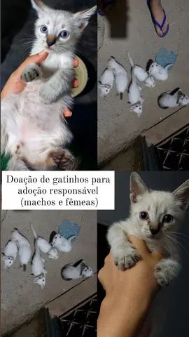 Doa-se filhotes de gatos - Gatos e acessórios - Jardim Myrian Moreira da  Costa, Campinas 1256925412