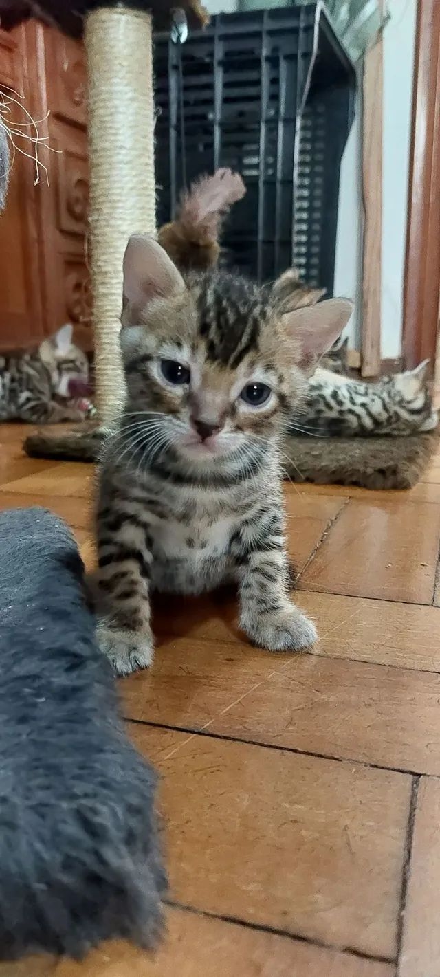 Gato bengal filhotes à venda - Foto 4