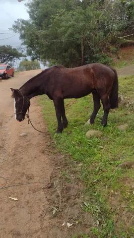 Cavalo crioulo Picasso, aceito cartão  - Foto 4