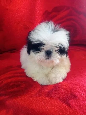 shihtzu