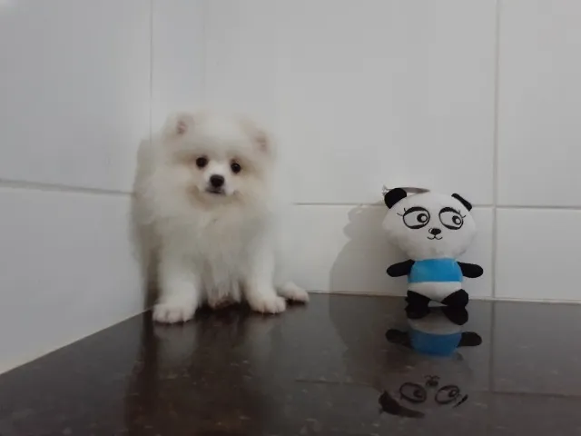 Lulu da Pomerania anão com procedência fêmea e macho