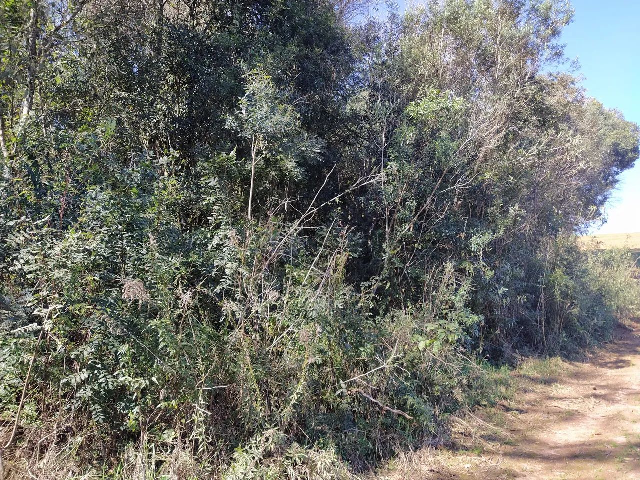 Sítio Reserva Ribeirão  - Foto 3