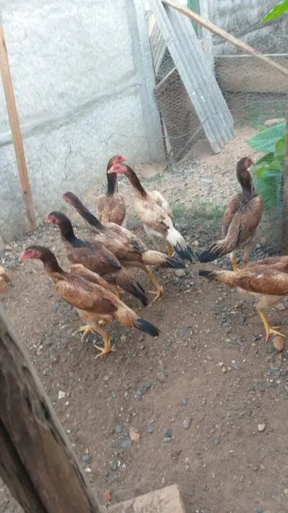 Galinhas india - raça pura - Foto 3