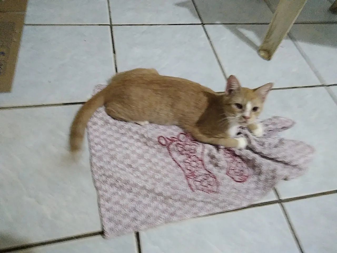 Castrada pronta para adoção  - Foto 3