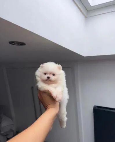 Spitz alemão Lulu machos e fêmeas disponíveis 