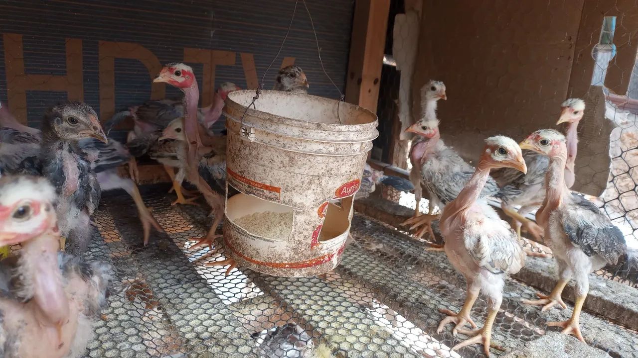 Pintos Polaco Gigante  - Foto 6