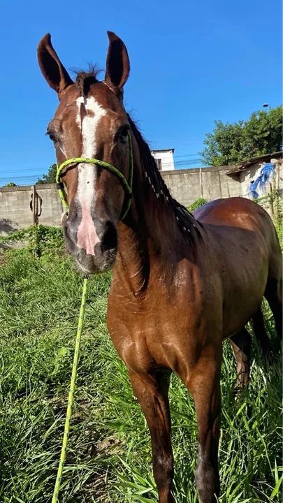 Cambuí de Florença 