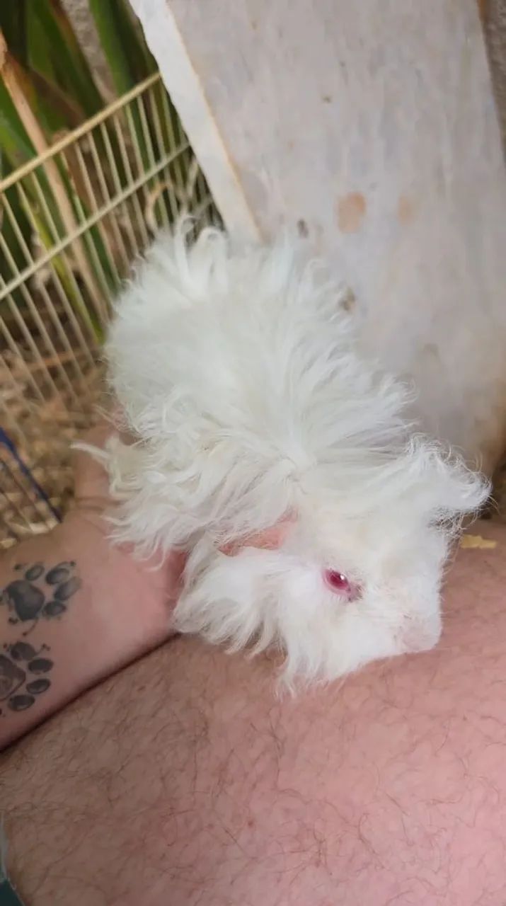 porquinho da india alpaca macho - Foto 3