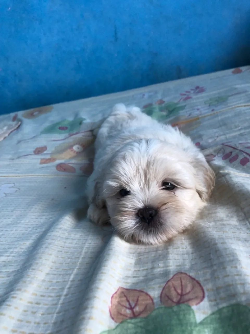Filhote de Shih tzu Fêmea. - Foto 4