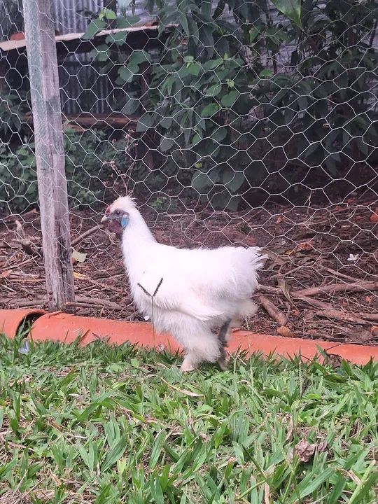 Galo da raça sedosa do Japão. - Foto 2