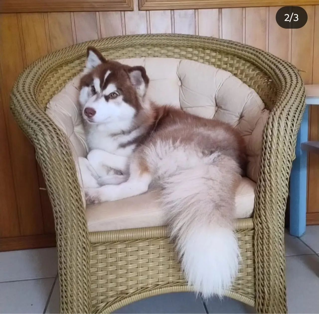 Husky Siberiano - 1 ano e 7 meses fêmea 