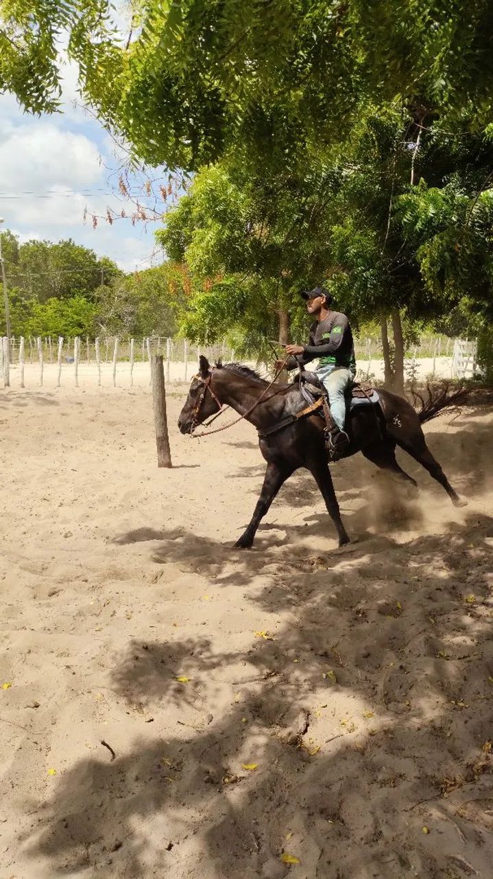 Cavalo Quarto de Milha PO com papel - Foto 5