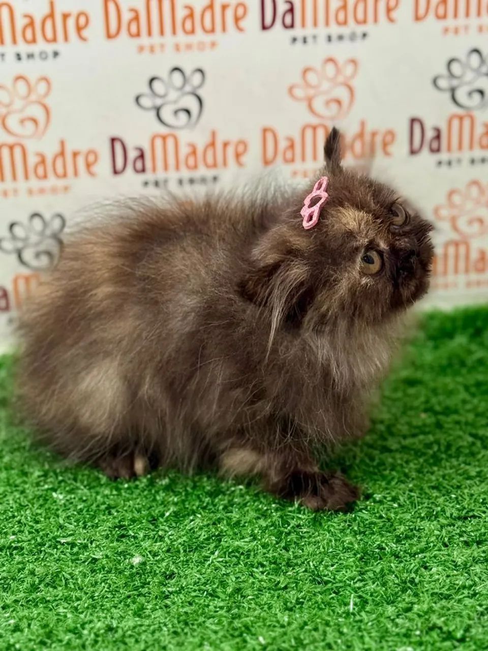 Filhote de gato persa exótico